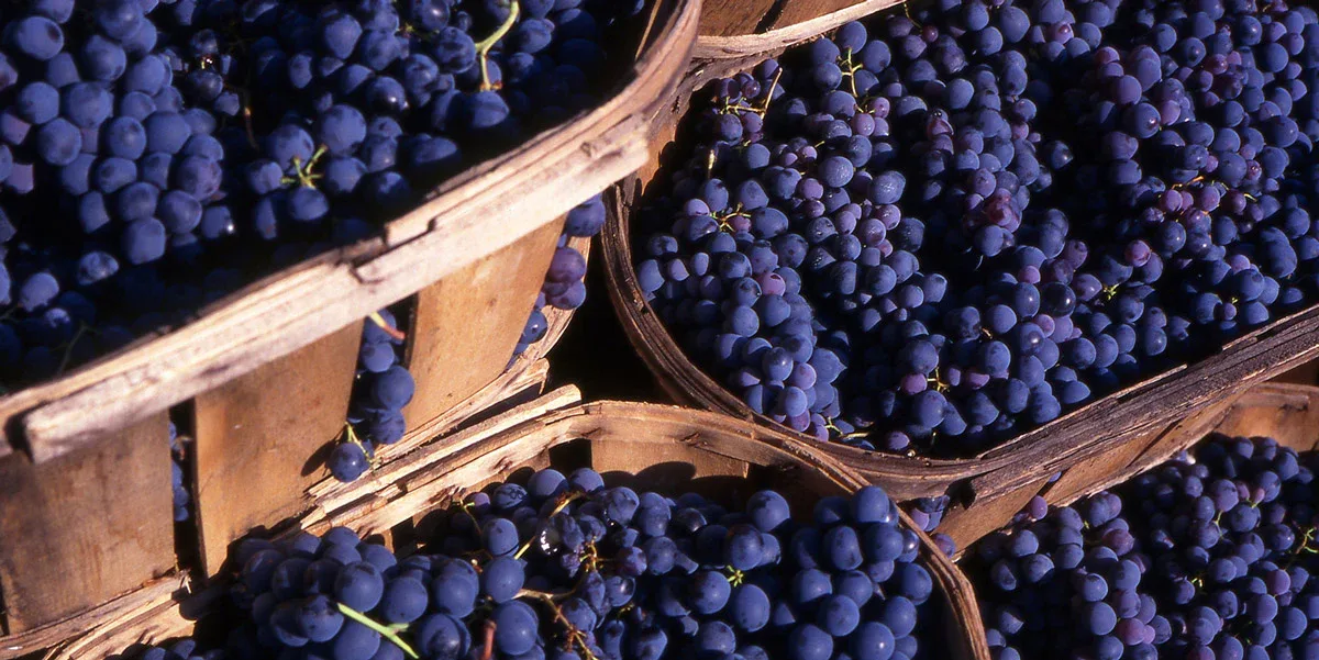 Hücrelerin "Reset" Tuşu: Resveratrol Hakkında Bilmeniz Gerekenler